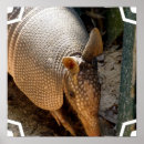 Search for armadillo posters Animals