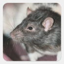 Search for cute rat stickers Animal