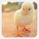 Search for baby chick stickers Bird