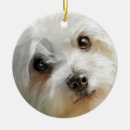 Search for maltese dog christmas tree decorations Watercolor