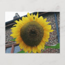 Search for yellow blossoms postcards Sunflower
