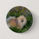 Search for looking at camera badges Pomeranian