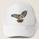 Search for red tails hats Hawk