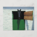 Search for stable postcards Equine