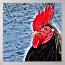 Search for chicken breeds posters Poultry