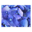 Search for hydrangea photo posters Blue flowers
