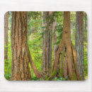 Search for conifer mousepads Superstock