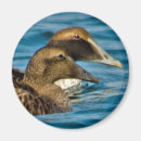 Search for eider Nature