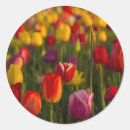 Search for tulips stickers Colourful