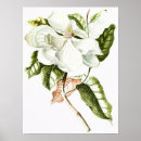 Search for vintage magnolia posters Botanical