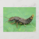 Search for larva Wildlife