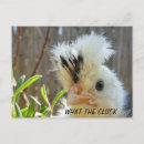 Search for funny easter postcards Chicks