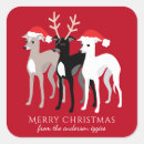 Search for iggy stickers Italian greyhound