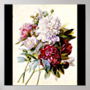 Search for pierre joseph redoute posters Vintage