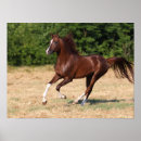 Search for bob posters Breed
