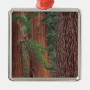 Search for yosemite national park christmas tree decorations Sequoia