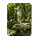 Search for rainforest magnets Nature