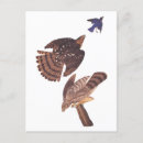 Search for prey postcards Falcon