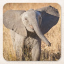 Search for endangered barware Elephant