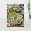 Search for succulents birthday cards Cacti