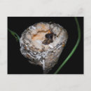 Search for bird eggs postcards Baby