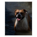 Search for swim posters Dog