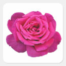 Search for beautiful pink rose stickers Garden