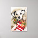 Search for looking down canvas prints Looking at camera