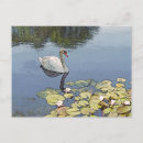 Search for lily pad postcards Photography