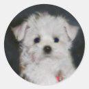 Search for maltese stickers Cute