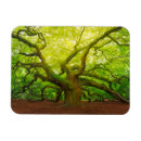 Search for oak tree magnets North america