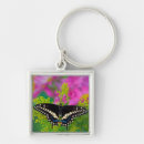 Search for black swallowtail butterfly key rings Papilio polyxenes