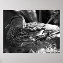 Search for watcher posters Wildlife