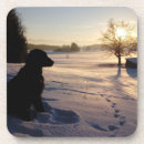 Search for dog coasters Retriever