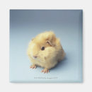 Search for guinea home living Blue