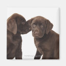 Search for labrador retriever magnets Cute
