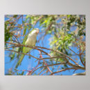 Search for parakeet posters Wild