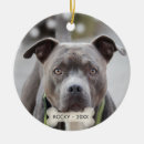 Search for pit bull dog Animals