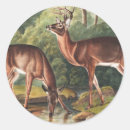 Search for zoology stickers Wildlife