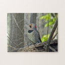 Search for flickers Nature