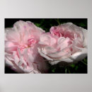 Search for rosa art Flower