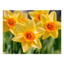 Search for narcissus posters Bloom