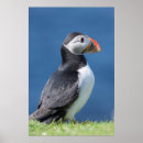 Search for atlantic puffin posters Bird
