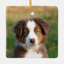 Search for australian shepherd christmas tree decorations Cute