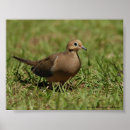 Search for mourning posters Birds