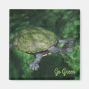 Search for turtle magnets Photography