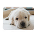 Search for dog napping magnets Pet