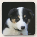 Search for bob coasters Puppy