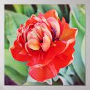 Search for orange tulip posters Home