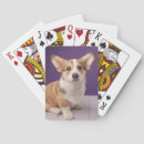 Search for corgi playing cards Canine
